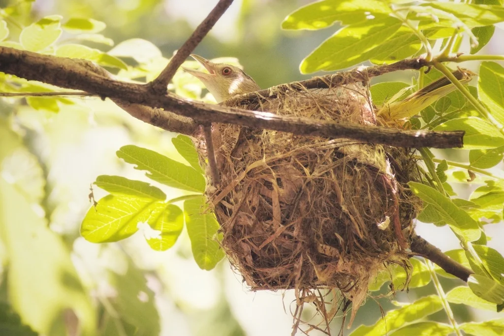 黄绿莺雀(Vireo flavoviridis)