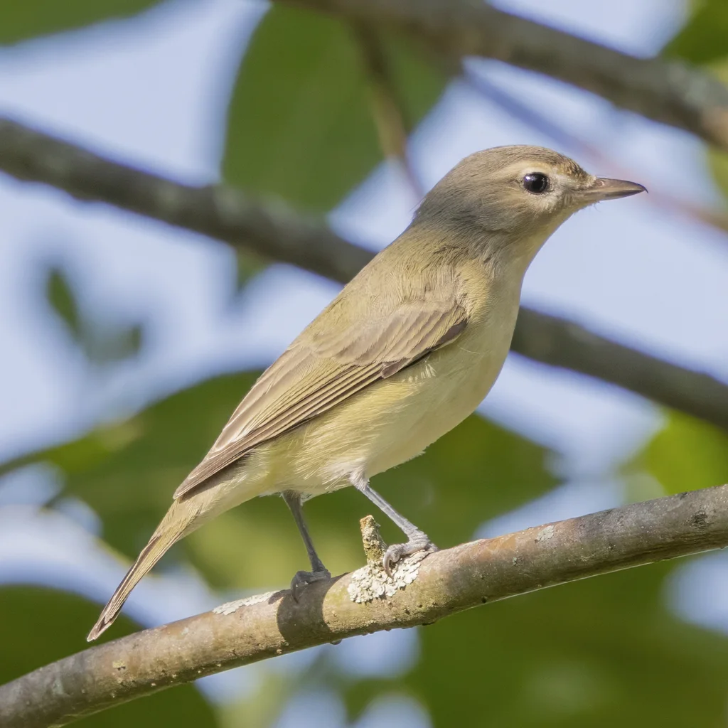 歌莺雀(Vireo gilvus)