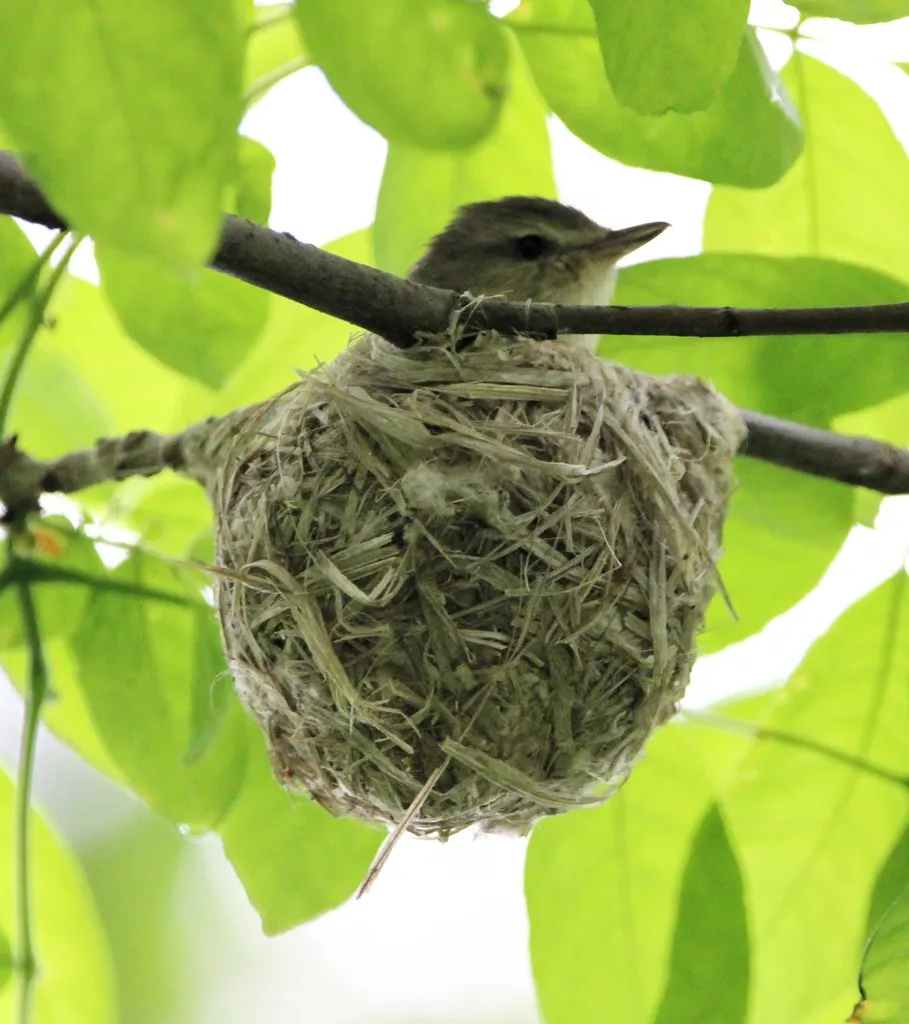 歌莺雀(Vireo gilvus)