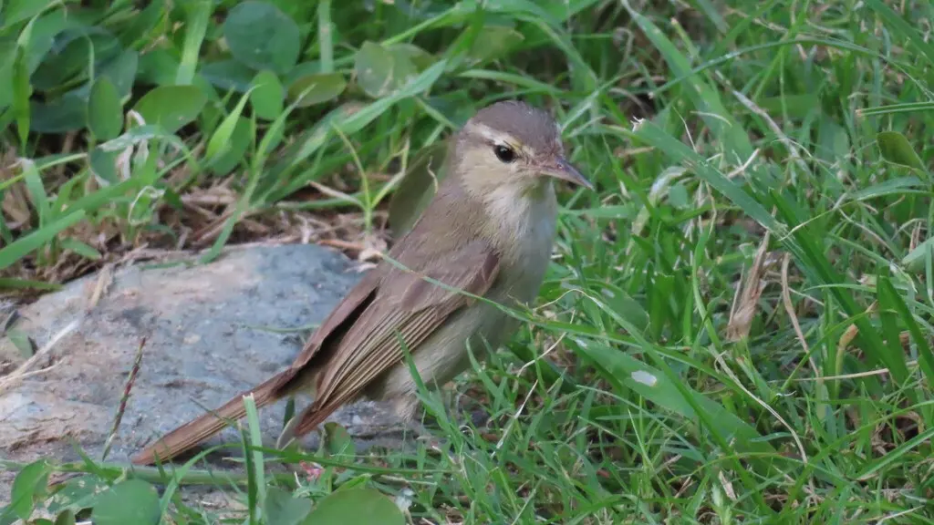 巴西莺雀(Vireo gracilirostris)