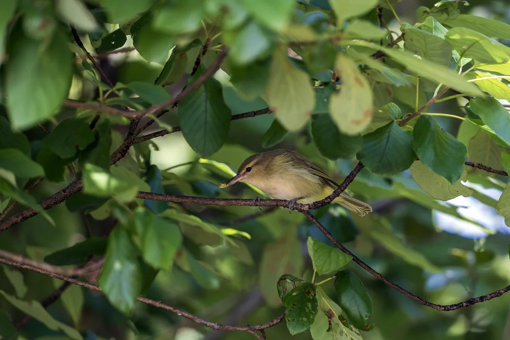 巴西莺雀(Vireo gracilirostris)