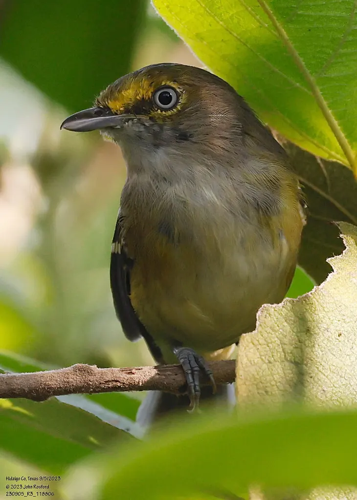 白眼莺雀(Vireo griseus)