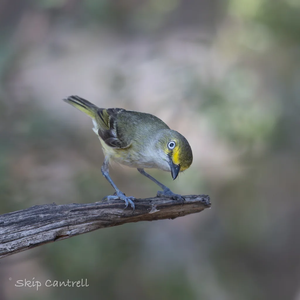 白眼莺雀(Vireo griseus)