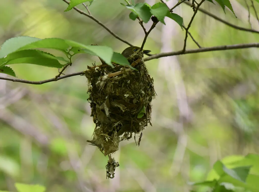 白眼莺雀(Vireo griseus)
