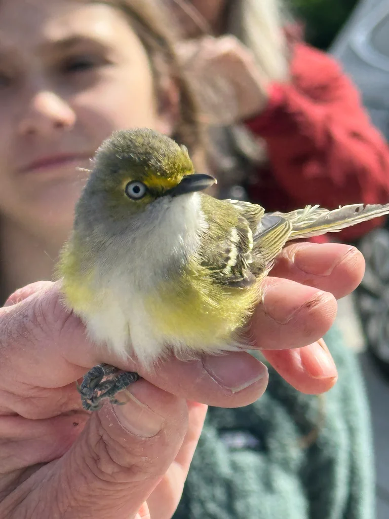 白眼莺雀(Vireo griseus)