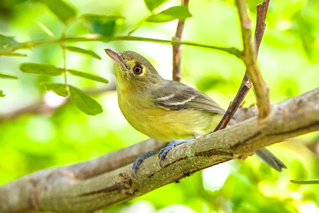 古巴莺雀(Vireo gundlachii)