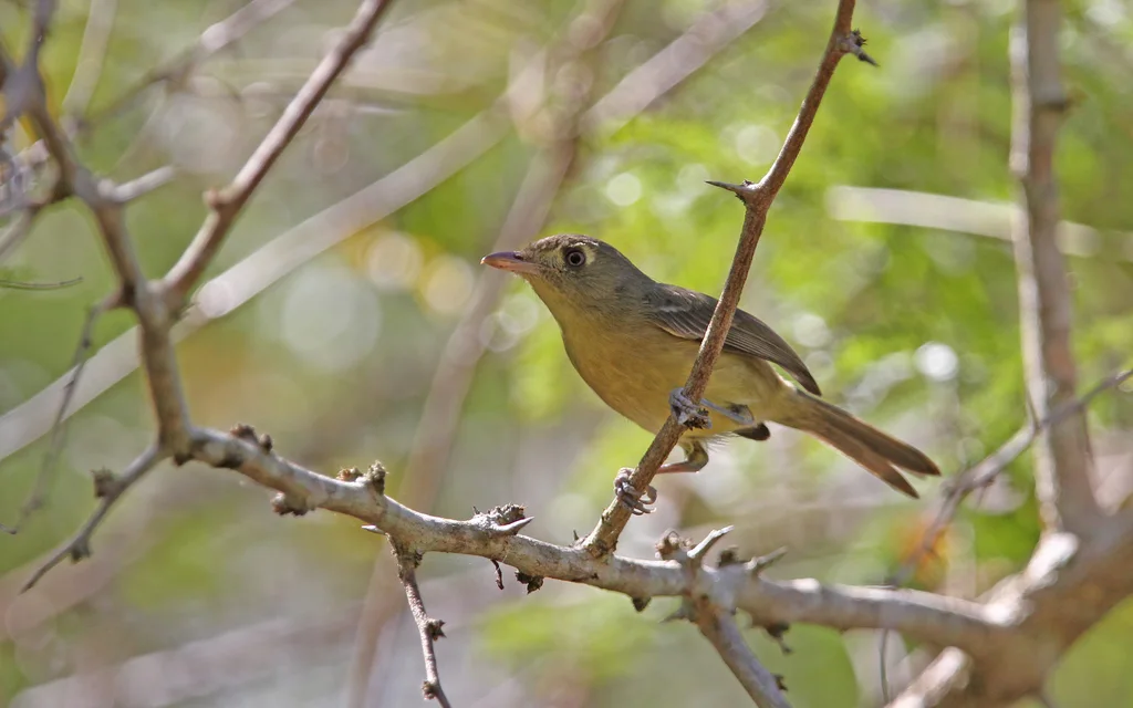 古巴莺雀(Vireo gundlachii)