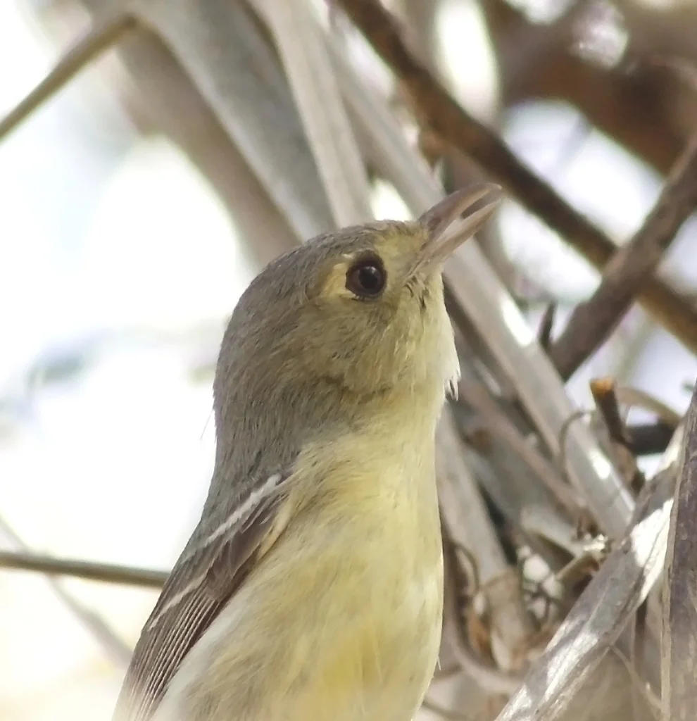 古巴莺雀(Vireo gundlachii)