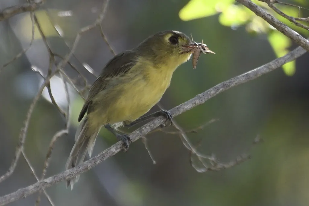 古巴莺雀(Vireo gundlachii)