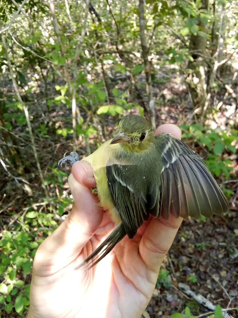 古巴莺雀(Vireo gundlachii)
