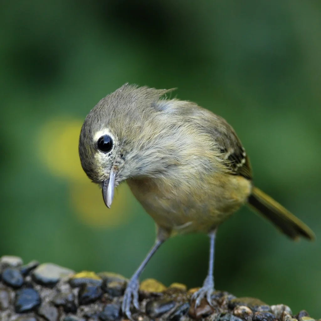 赫氏莺雀（Vireo huttoni）