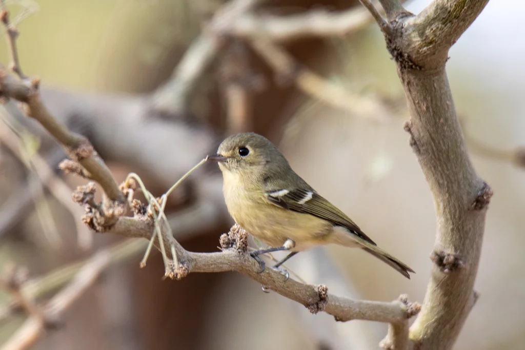 赫氏莺雀（Vireo huttoni）