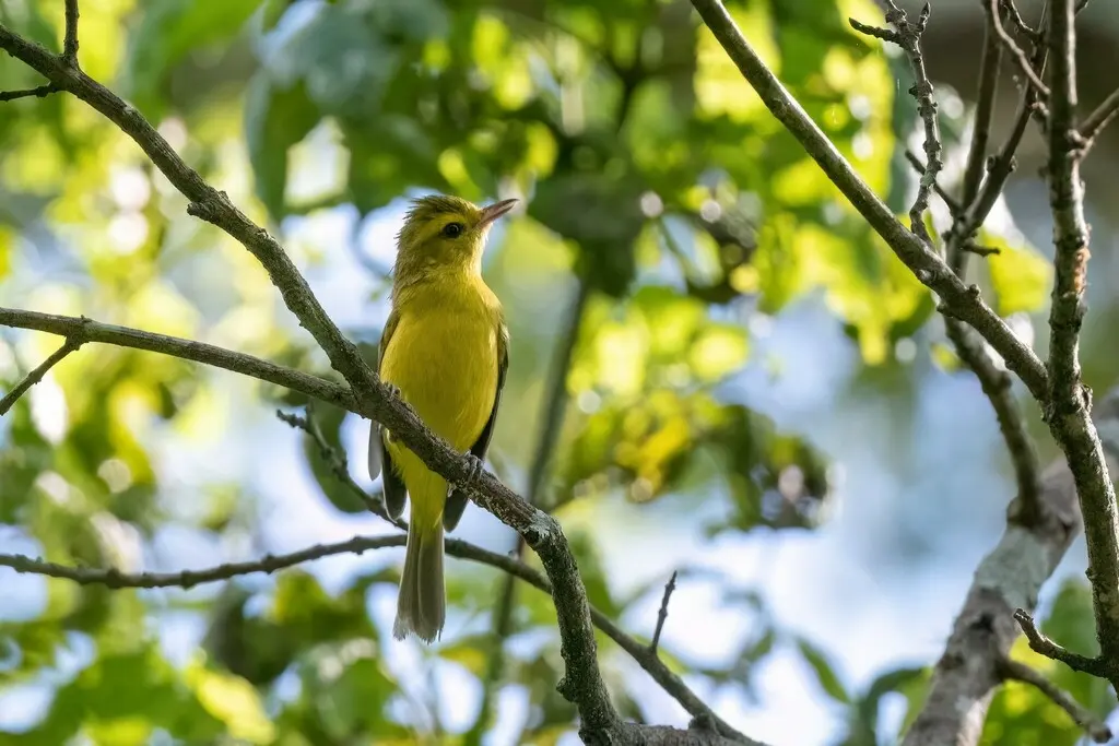 金莺雀(Vireo hypochryseus)