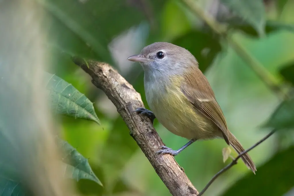 波多黎各莺雀(Vireo latimeri)