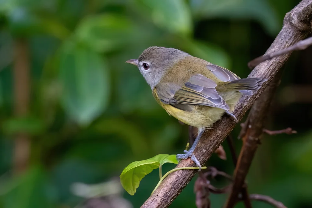 波多黎各莺雀(Vireo latimeri)