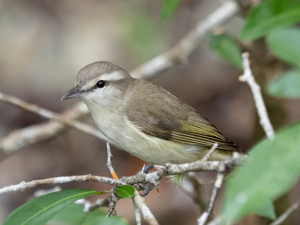 尤卡莺雀(Vireo magister)