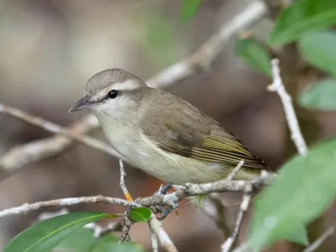 尤卡莺雀