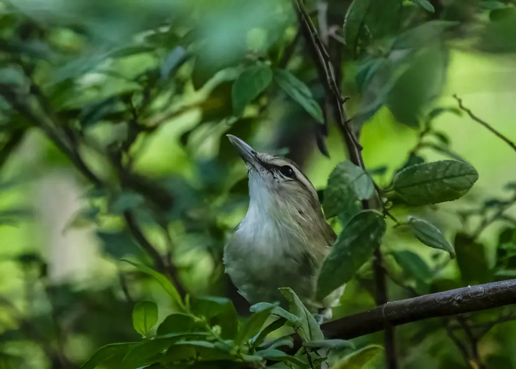 尤卡莺雀(Vireo magister)