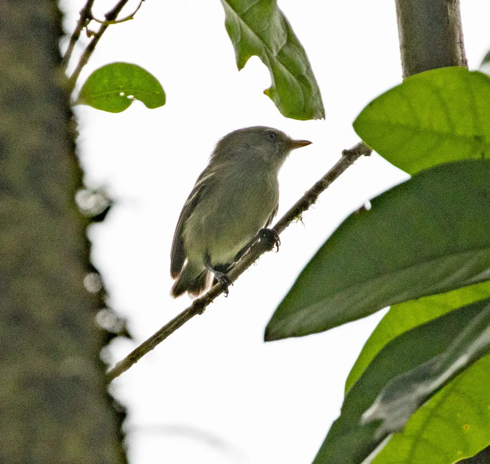 牙买加莺雀(Vireo modestus)