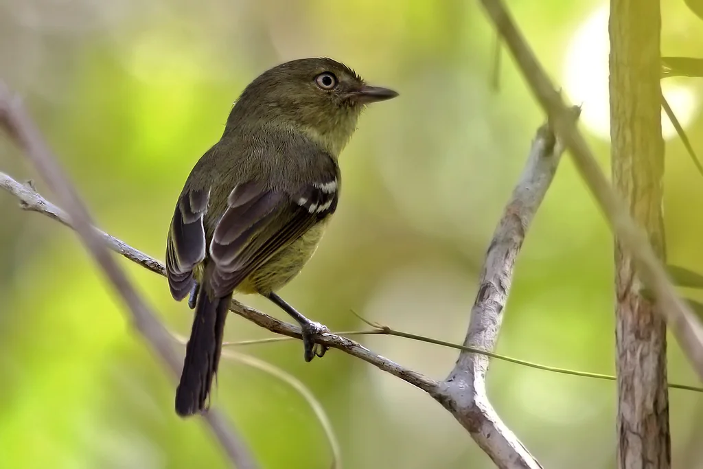 扁嘴莺雀(Vireo nanus)