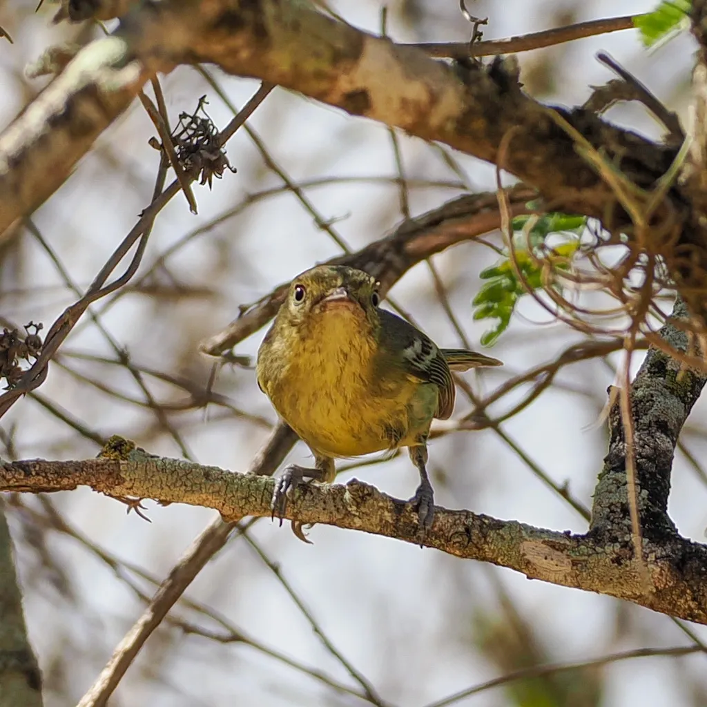 扁嘴莺雀(Vireo nanus)