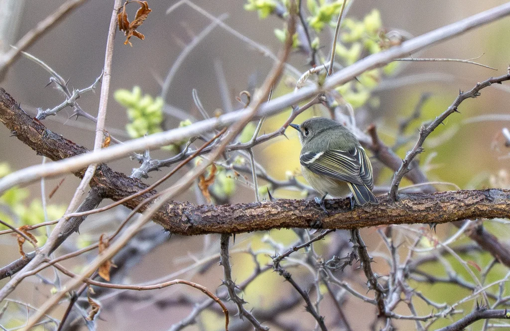 侏莺雀(Vireo nelsoni)