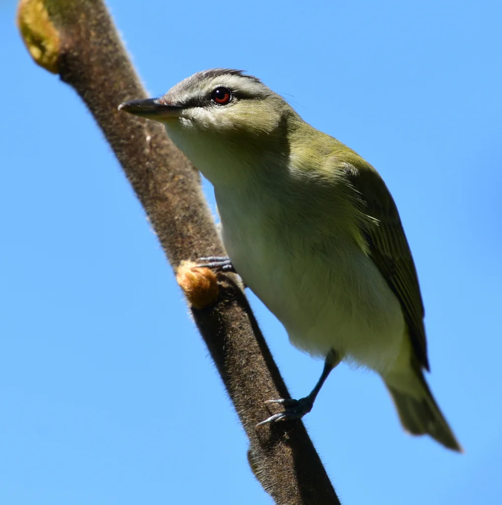 红眼莺雀(Vireo olivaceus)