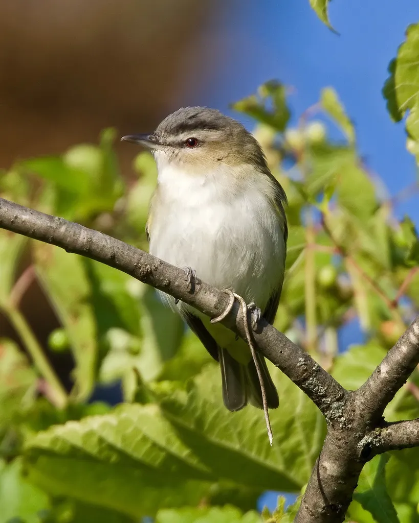 红眼莺雀(Vireo olivaceus)