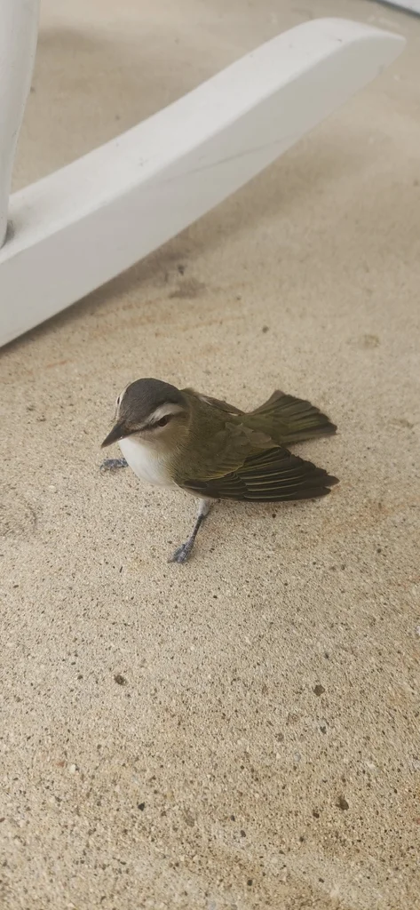红眼莺雀(Vireo olivaceus)
