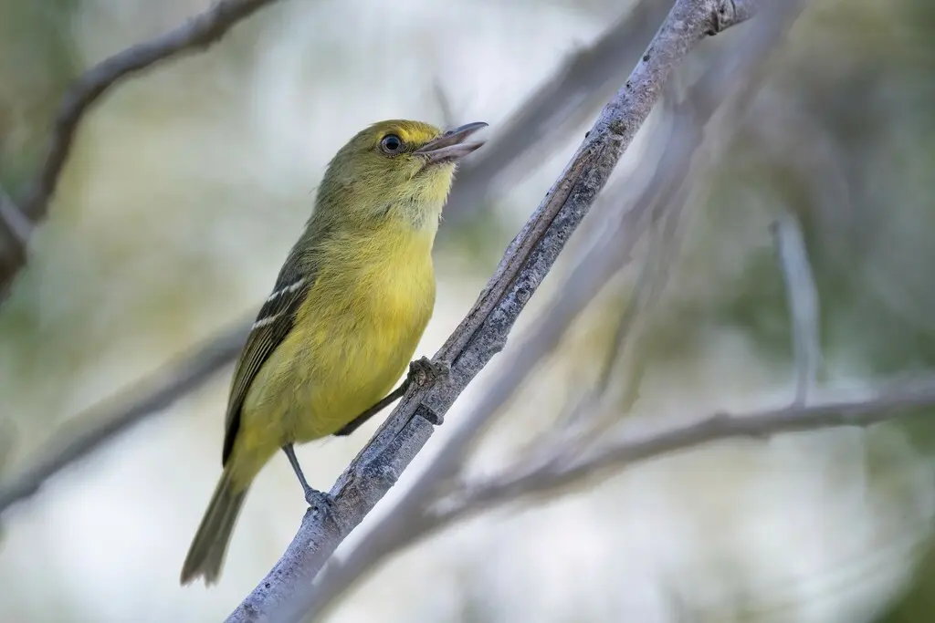 红树莺雀(Vireo pallens)