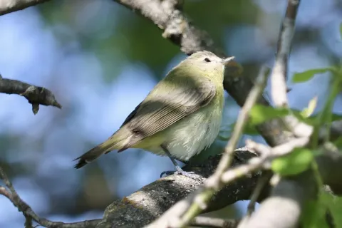 费城莺雀
