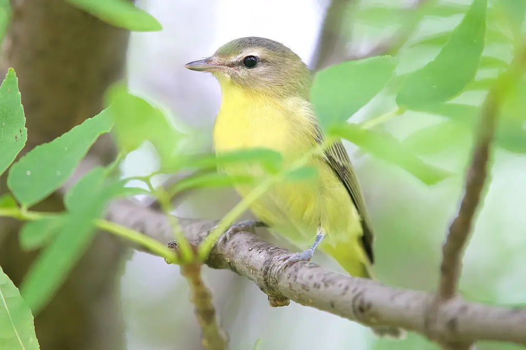费城莺雀(Vireo philadelphicus)