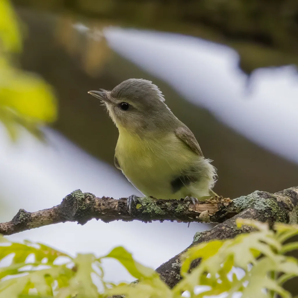 费城莺雀(Vireo philadelphicus)