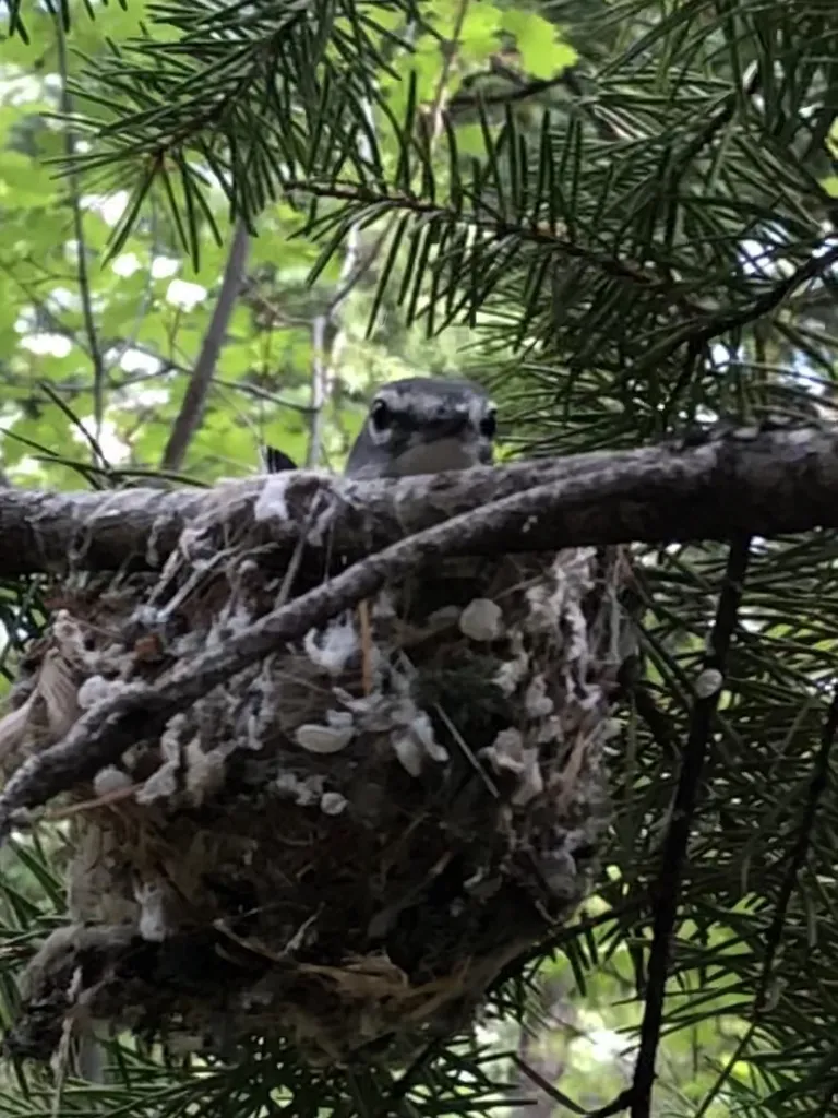 铅色莺雀(Vireo plumbeus)