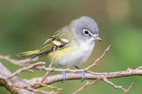 蓝头莺雀