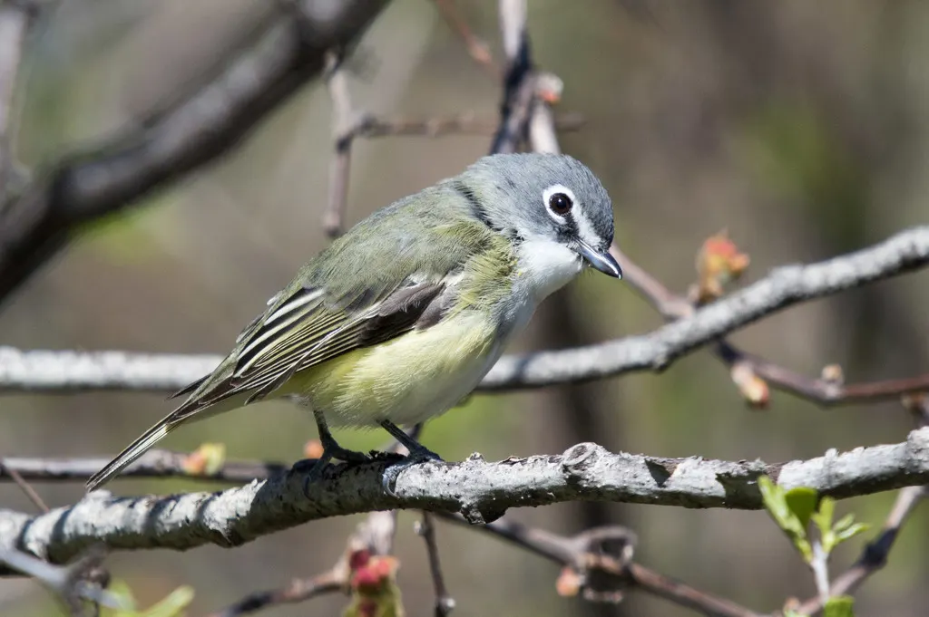 蓝头莺雀(Vireo solitarius)