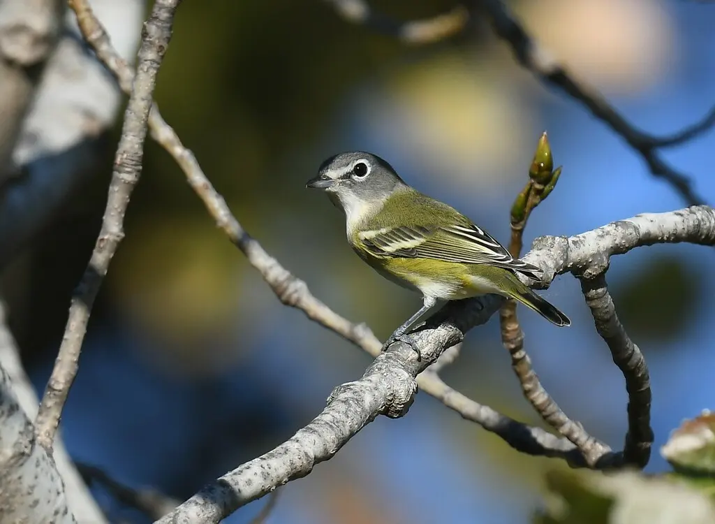 蓝头莺雀(Vireo solitarius)