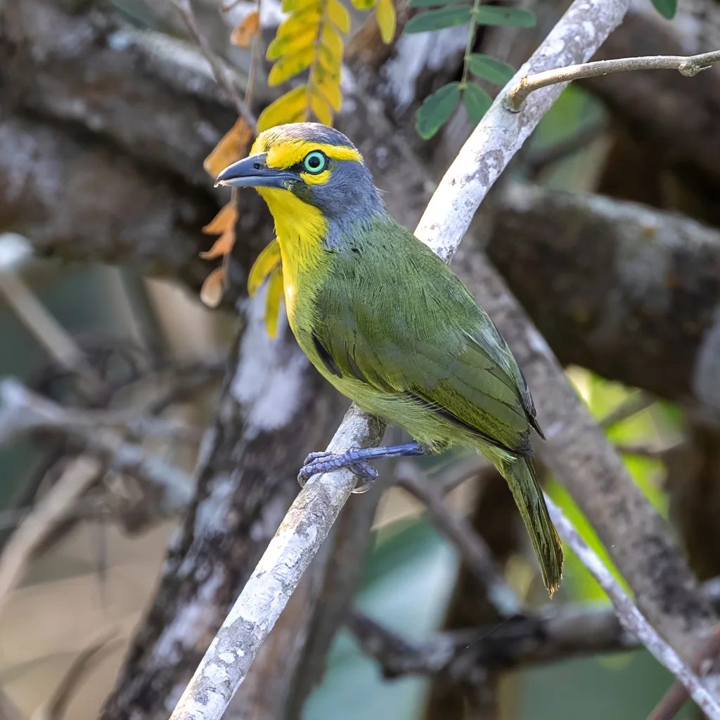 灰顶鵙雀(Vireolanius leucotis)
