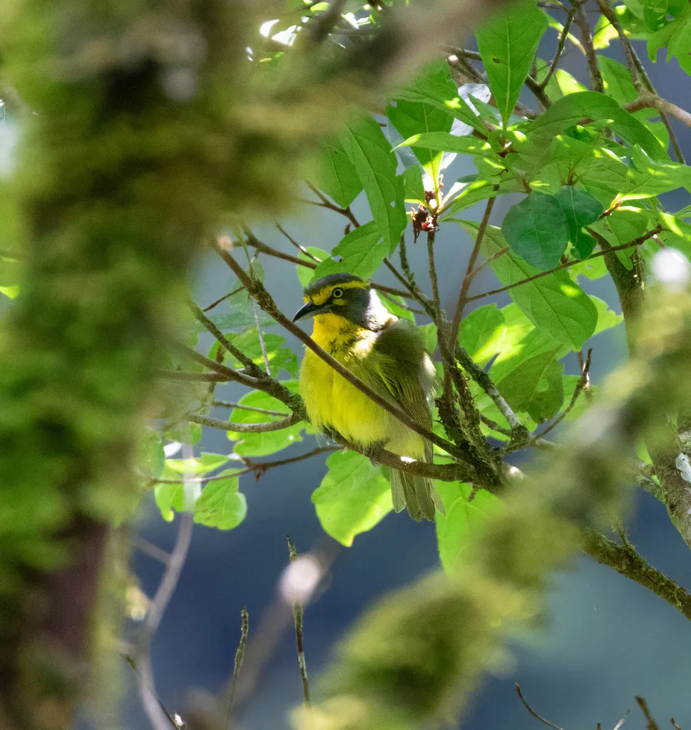 灰顶鵙雀(Vireolanius leucotis)