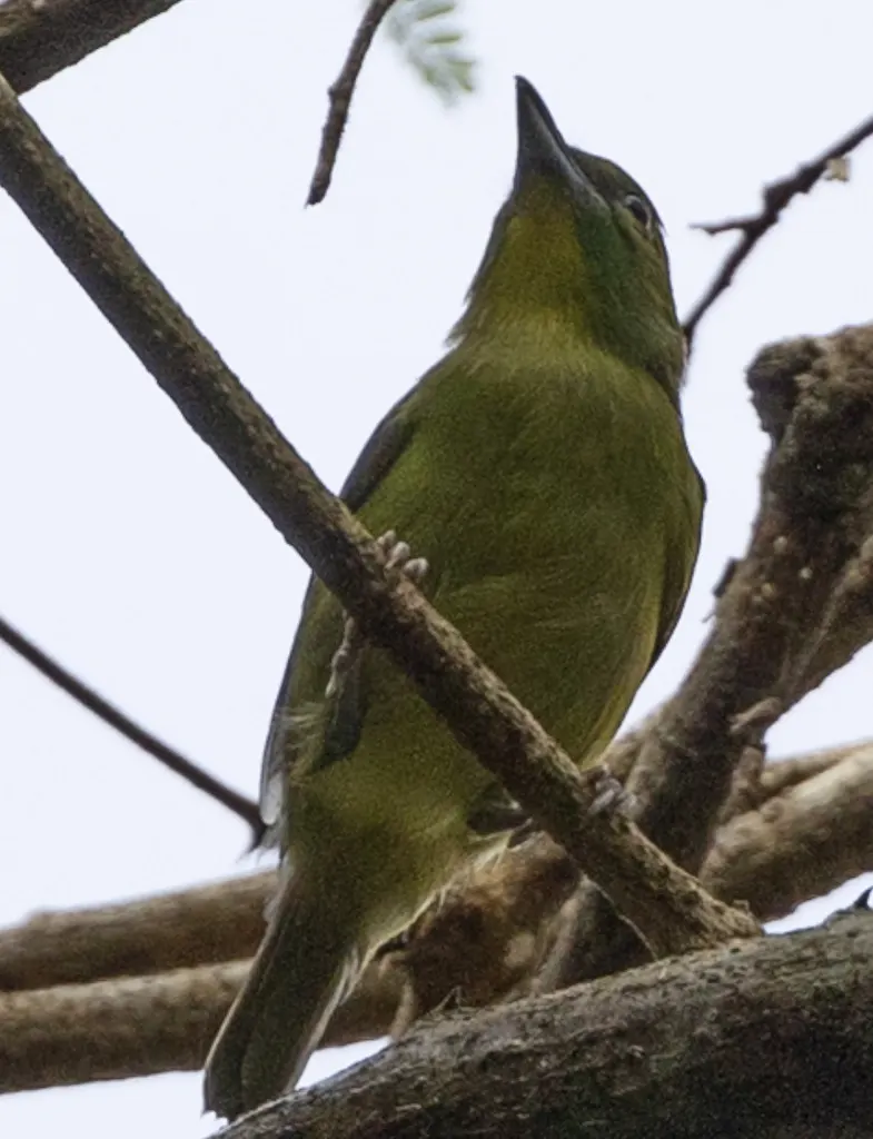 绿鵙雀(Vireolanius pulchellus)