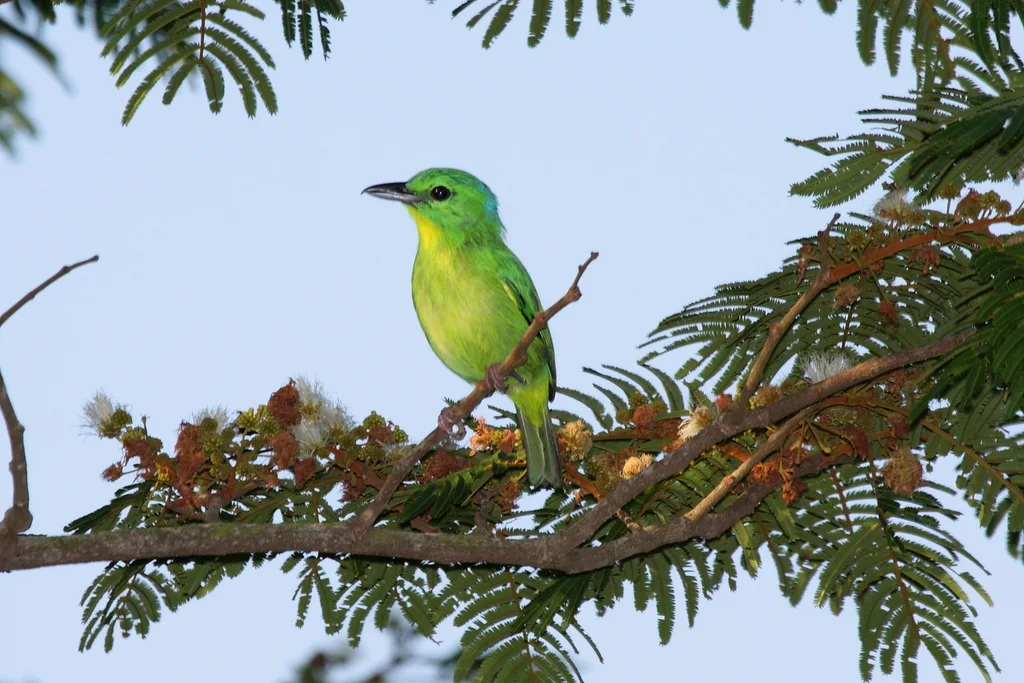 绿鵙雀(Vireolanius pulchellus)