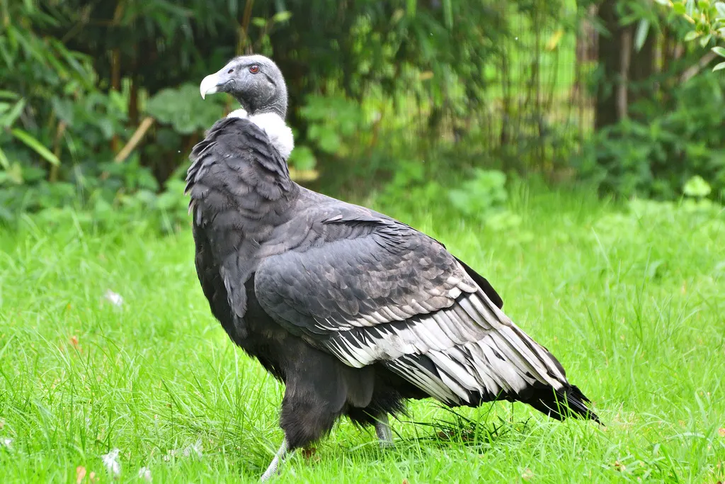 安第斯神鹫(Vultur gryphus)