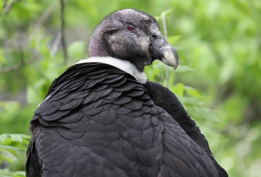 安第斯神鹫(Vultur gryphus)