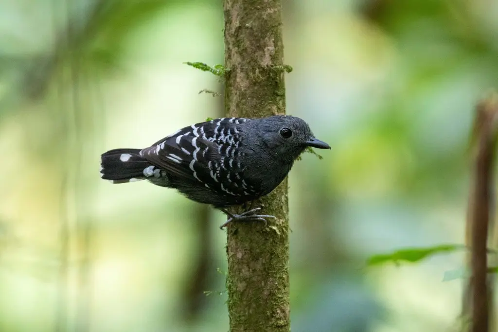 鳞背蚁鸟(Willisornis poecilinotus)