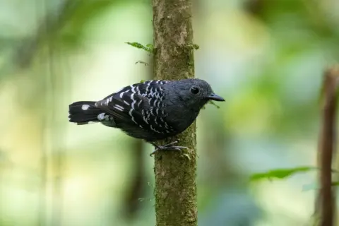 鳞背蚁鸟