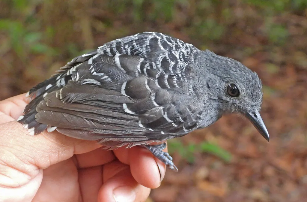 鳞背蚁鸟(Willisornis poecilinotus)