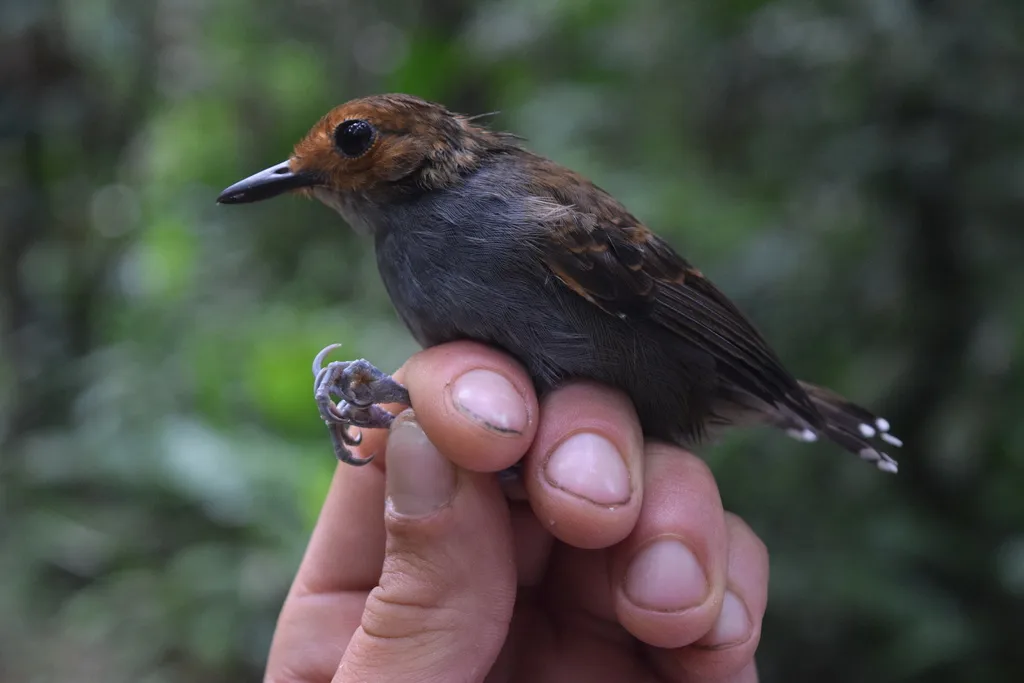 鳞背蚁鸟(Willisornis poecilinotus)