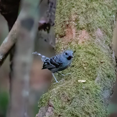 新谷鳞背蚁鸟