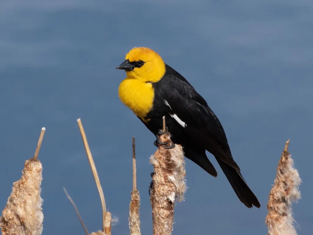 黄头黑鹂(Xanthocephalus xanthocephalus)