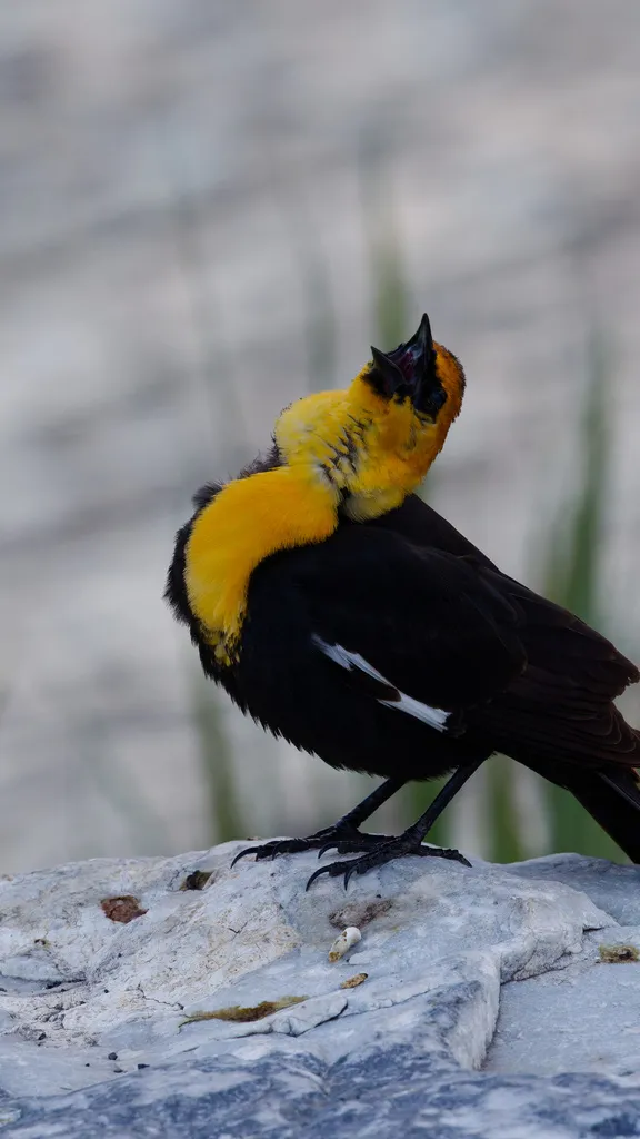 黄头黑鹂(Xanthocephalus xanthocephalus)